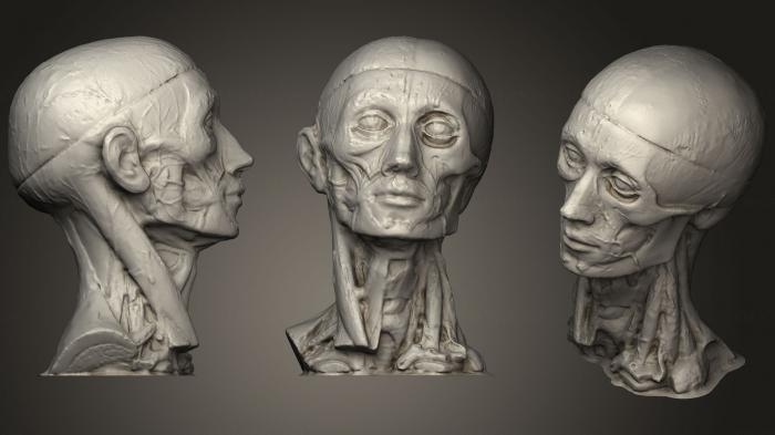 Anatomy of skeletons and skulls (ANTM_0878) 3D model for CNC machine